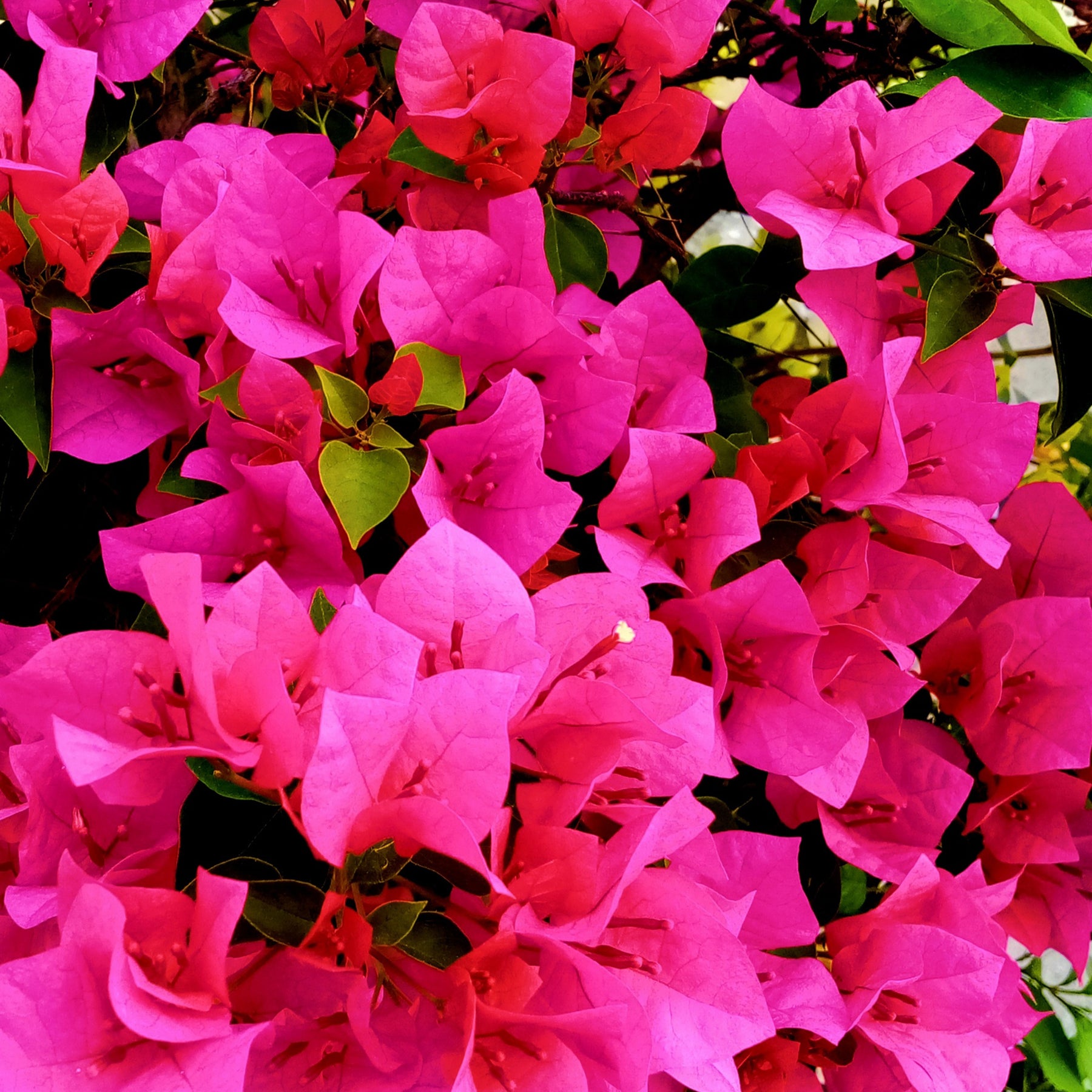 Bougainvillier Rose - Bougainvillea pink