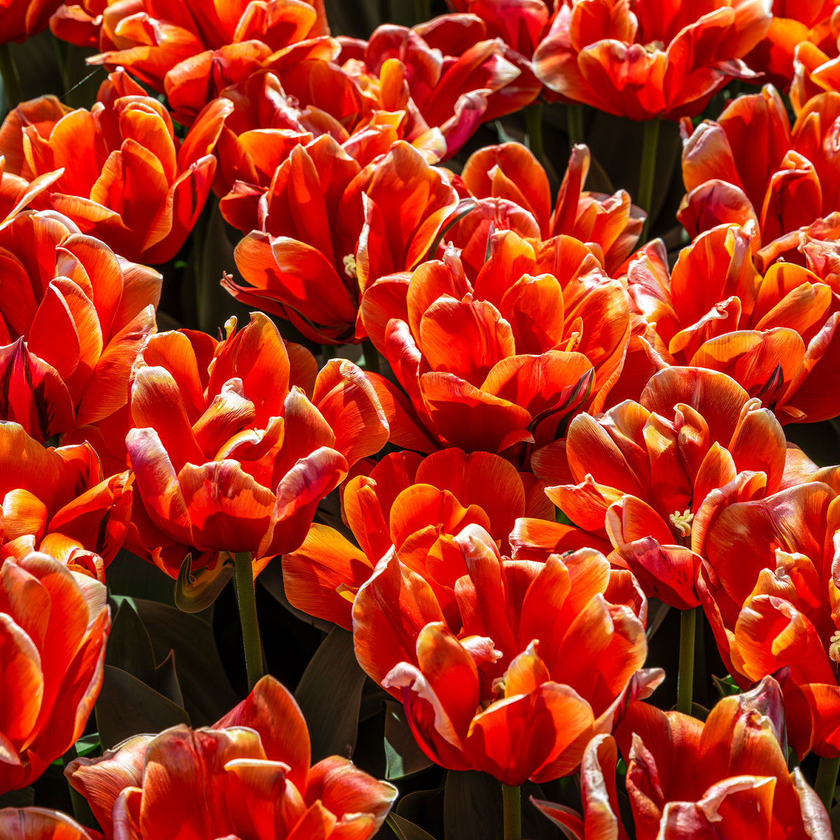 7 Tulipes doubles Queensday - Tulipa double late Queensday - Willemse