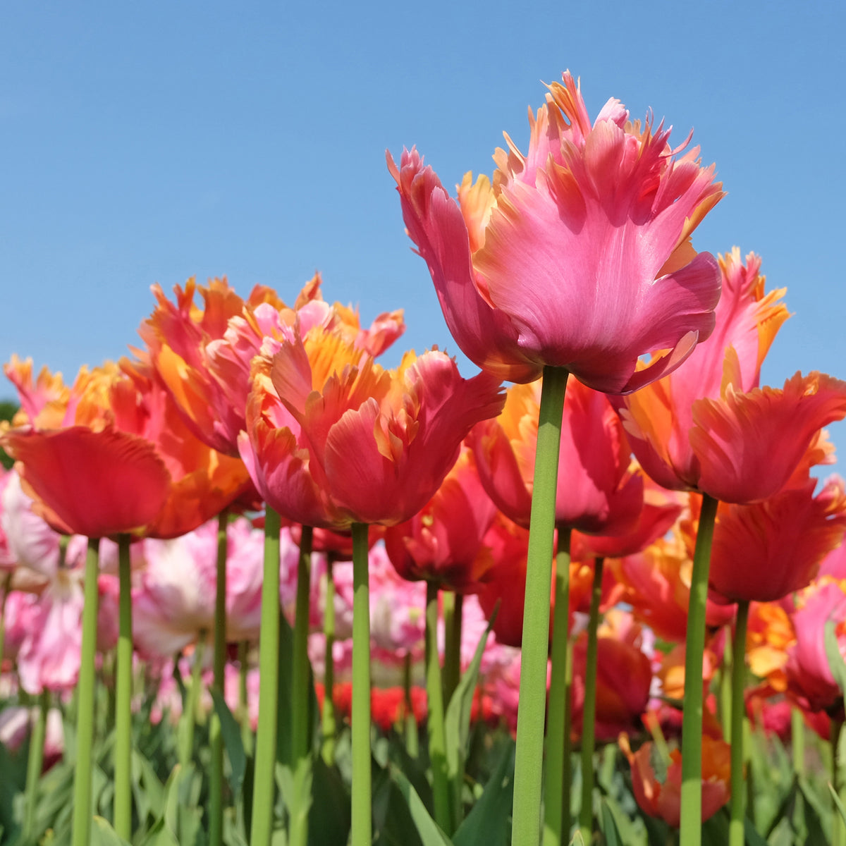 7 Tulipes perroquets Amazing Parrot - Tulipa parrot Amazing Parrot - Willemse