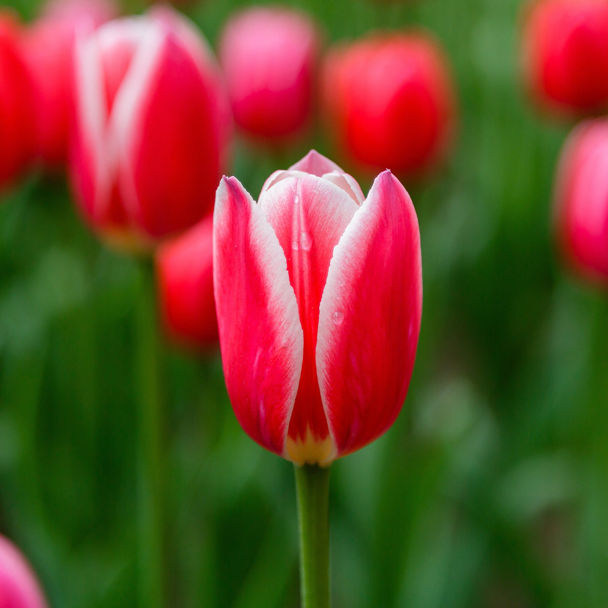 8 Tulipes Darwin Candy Apple Delight - Tulipa darwin hybrid candy apple Delight - Willemse