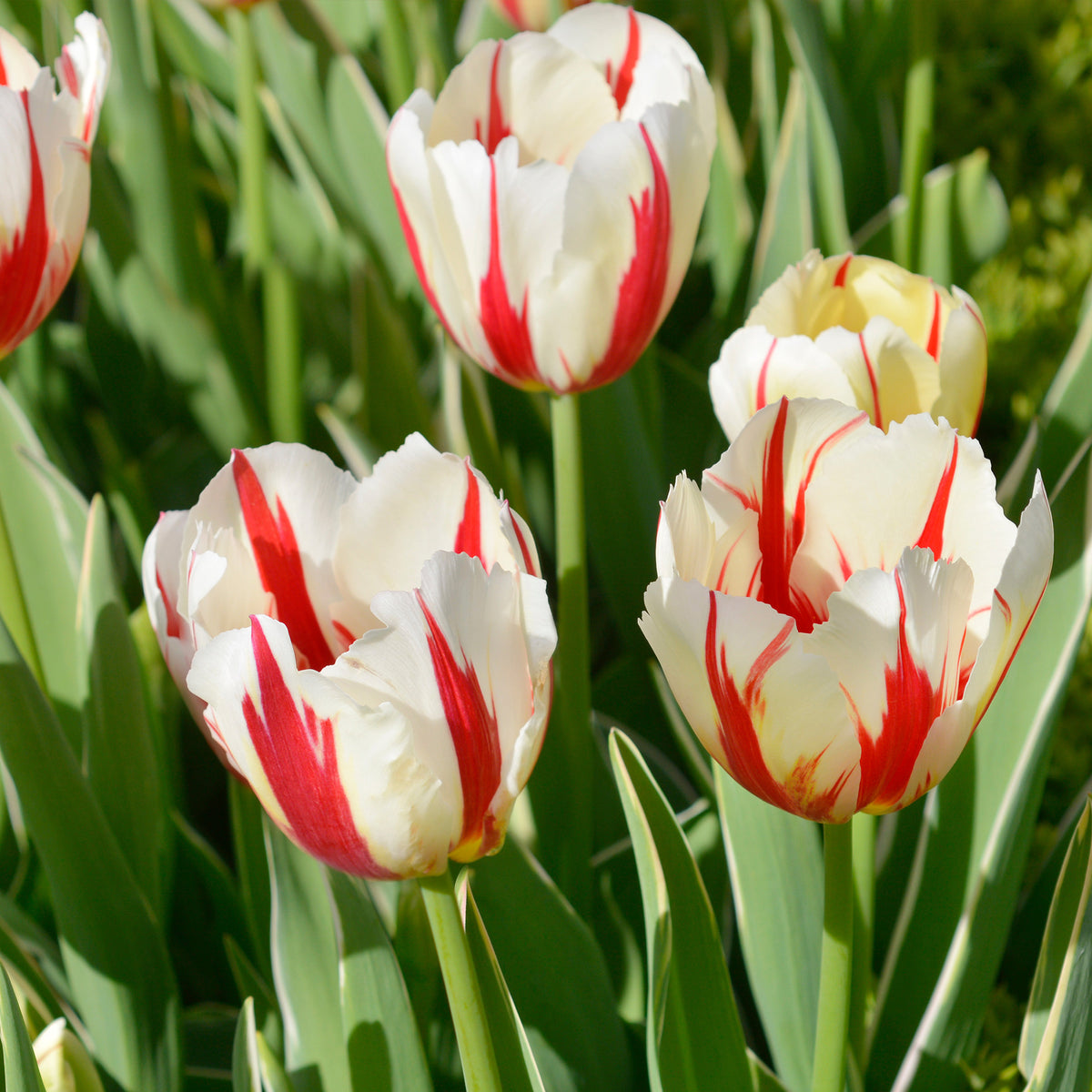 8 Tulipes Love Circle - Tulipa love circle - Willemse