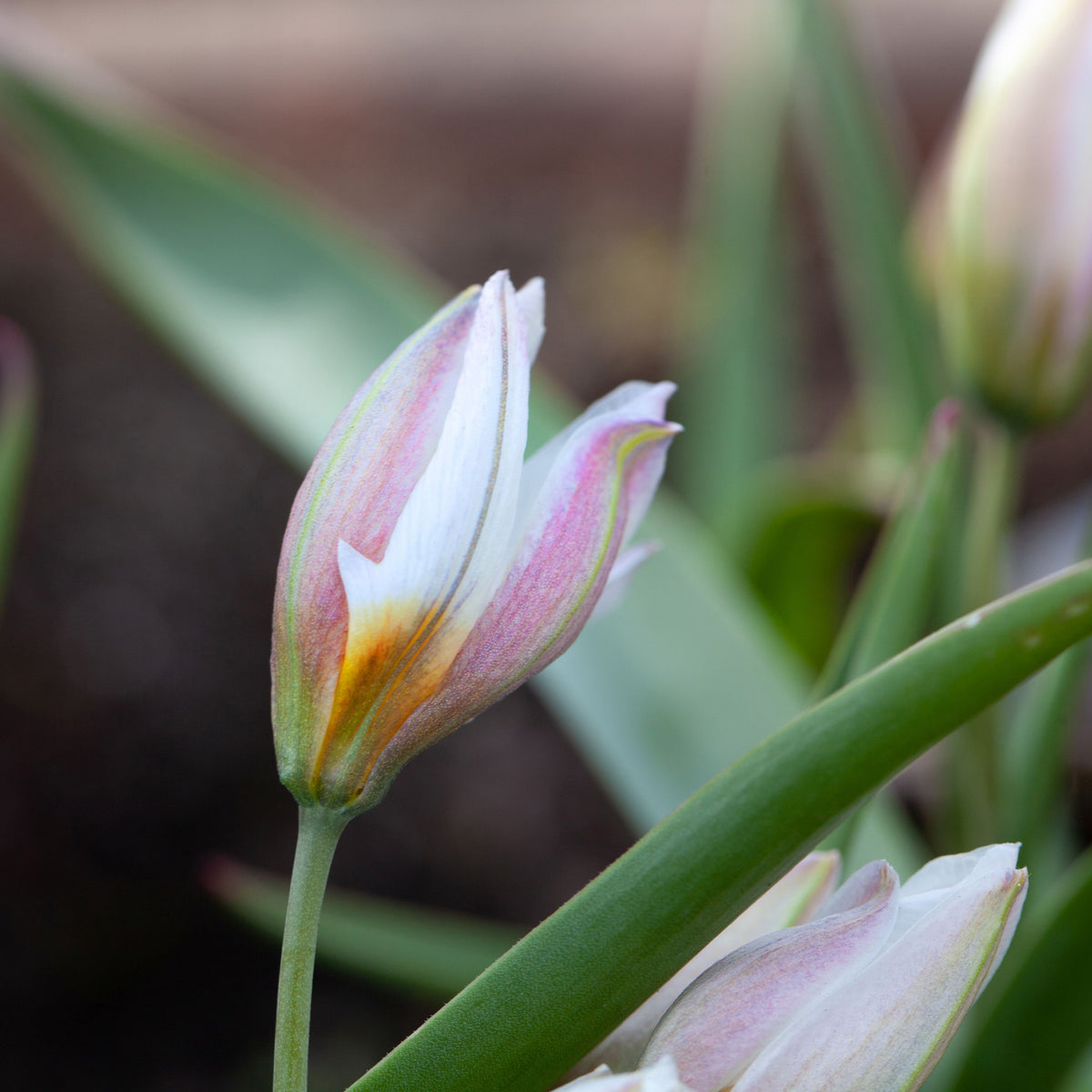 10 Tulipes botaniques Polychroma - Tulipa botanical polychroma - Willemse