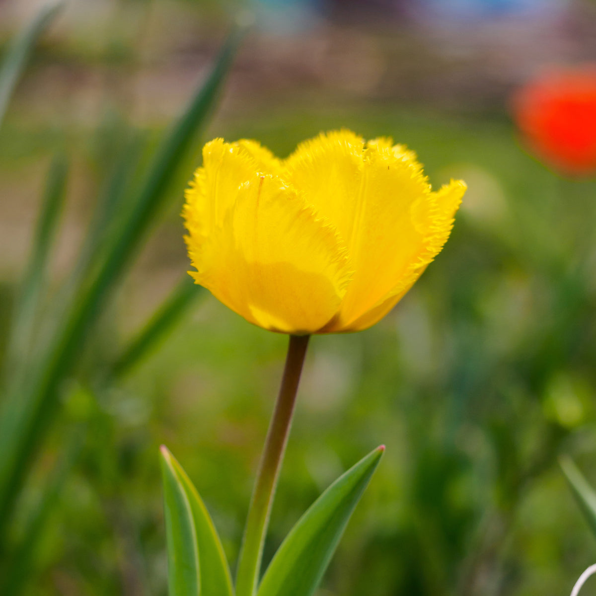 10 Tulipes Crystal Star - Tulipa Crystal star - Willemse