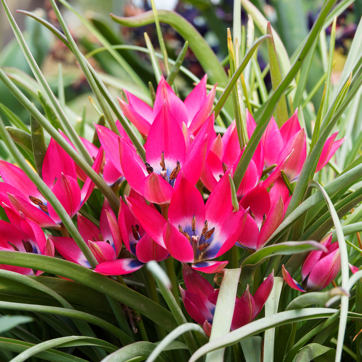 10 Tulipes botaniques Little Beauty - Tulipa botanical little beauty - Willemse