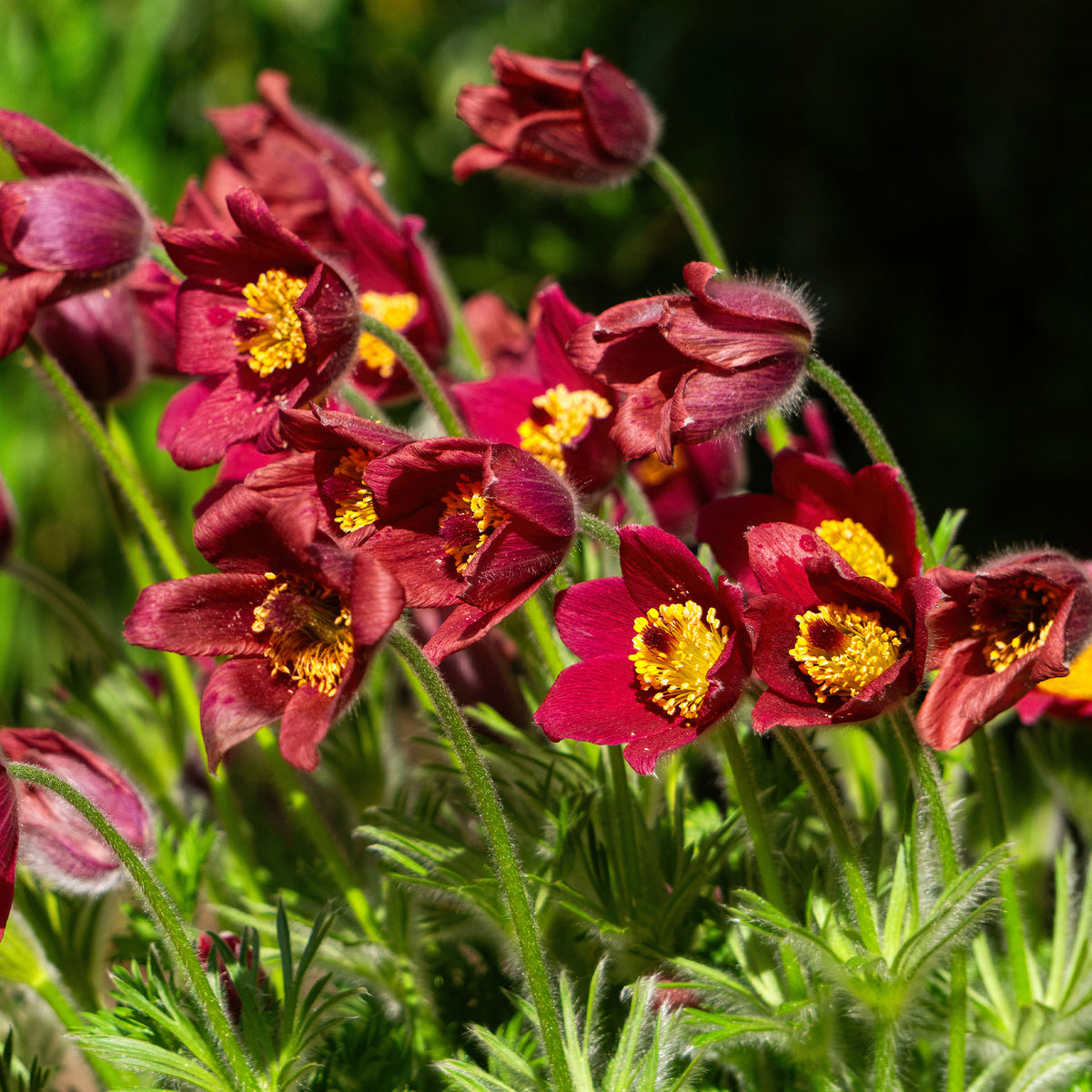Anémone pulsatille rouge - pulsatilla rood - Willemse