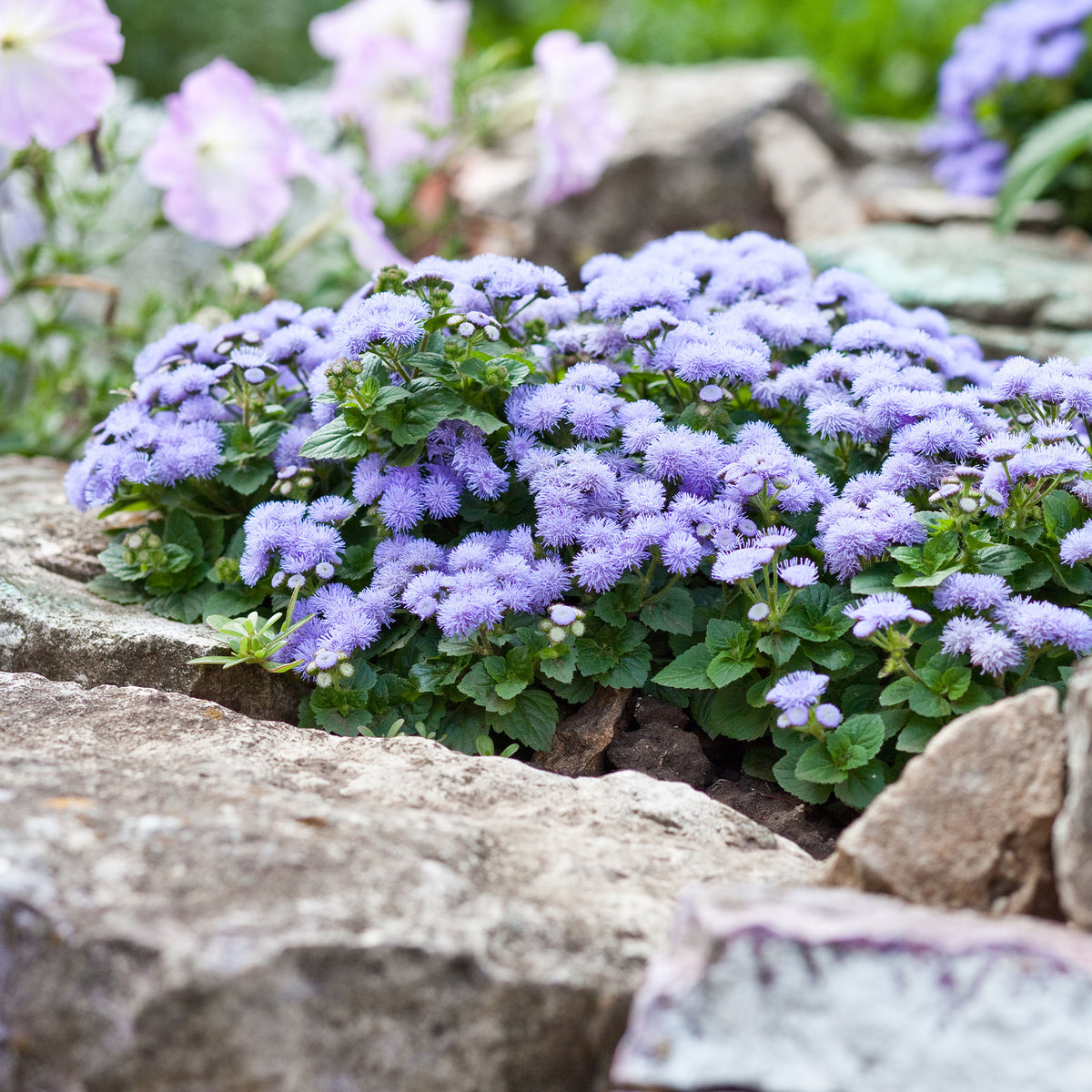 Ageratum bleu - Ageratum blue - Willemse