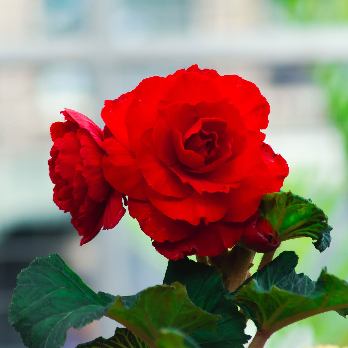 Bégonia à grandes fleurs rouges - Bégonia red - Willemse