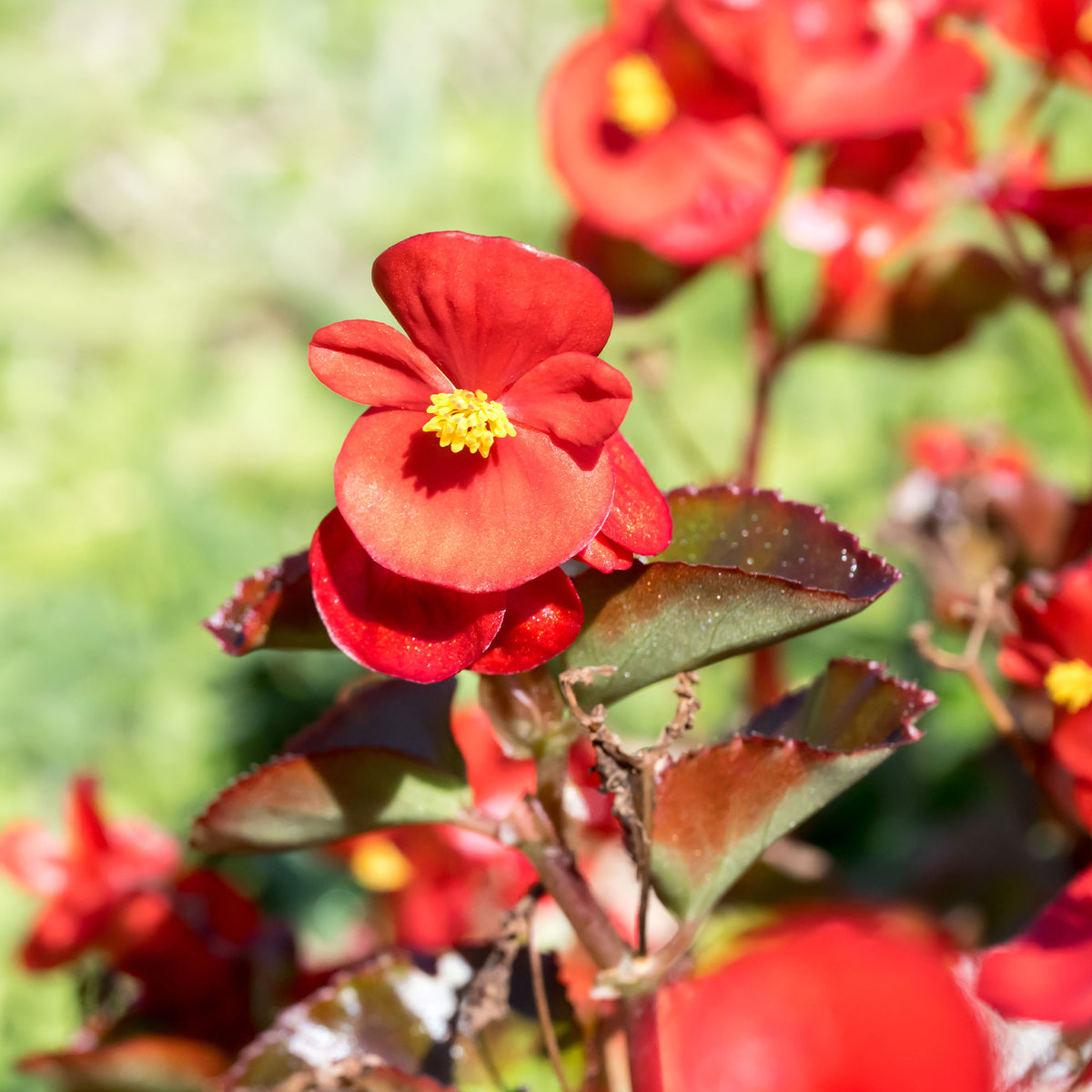 Bégonia semperflorens rouge - Bégonia semperflorens red - Willemse