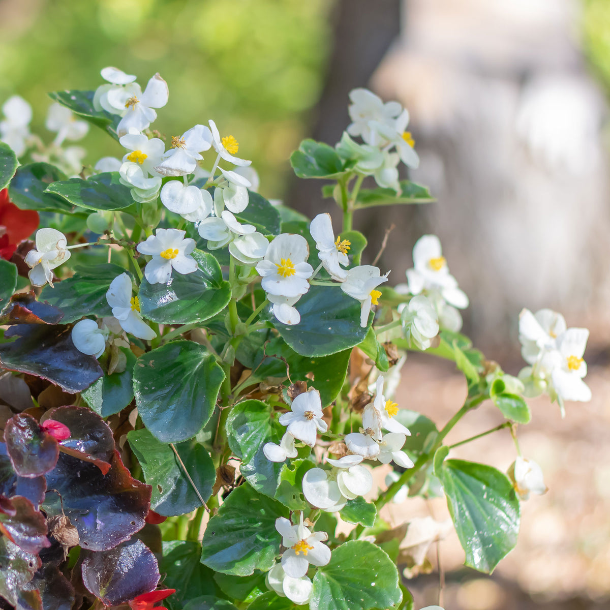 Bégonia semperflorens blanc - Bégonia semperflorens white - Willemse