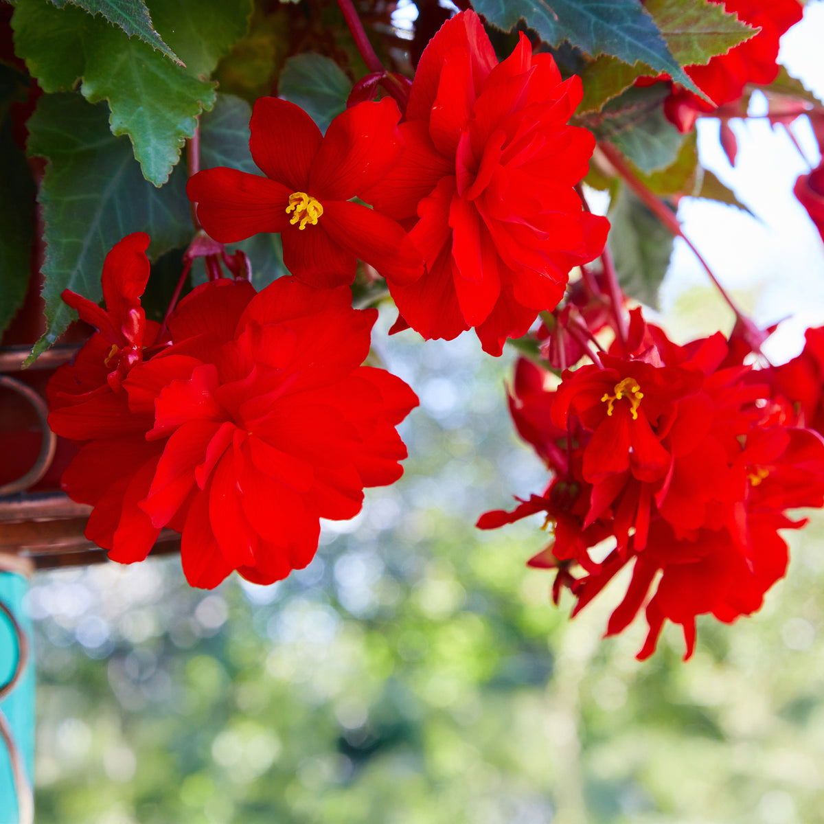 Bégonia retombant rouge - Bégonia pendula red - Willemse