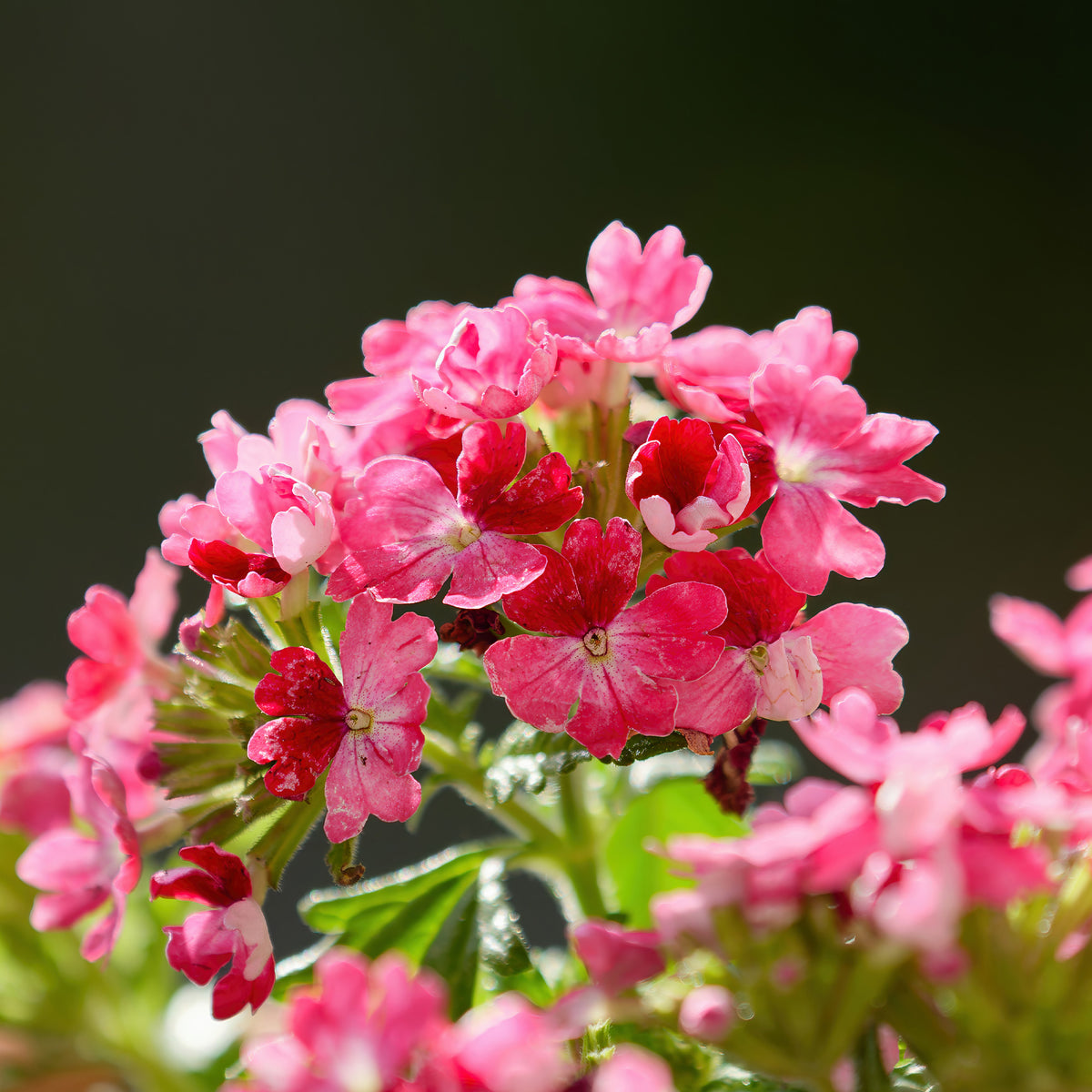 Verveine retombante rose - Verbena pendula pink - Willemse