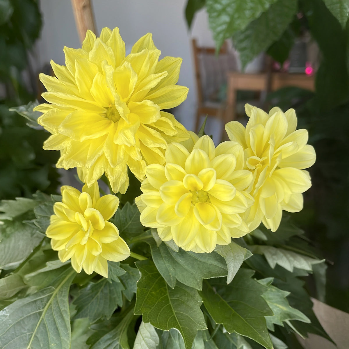 Dahlia jaune - Dahlia yellow - Willemse