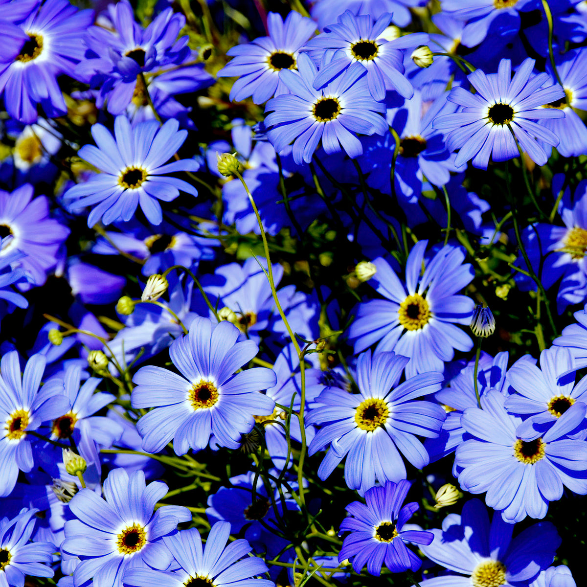 Brachycome - Brachyscome - Willemse