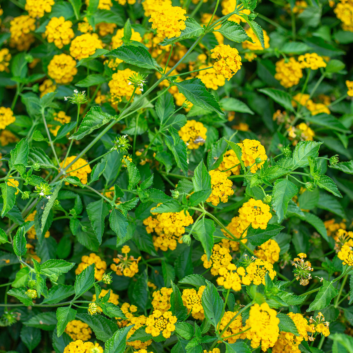 Lantana jaune - Lantana yellow - Willemse