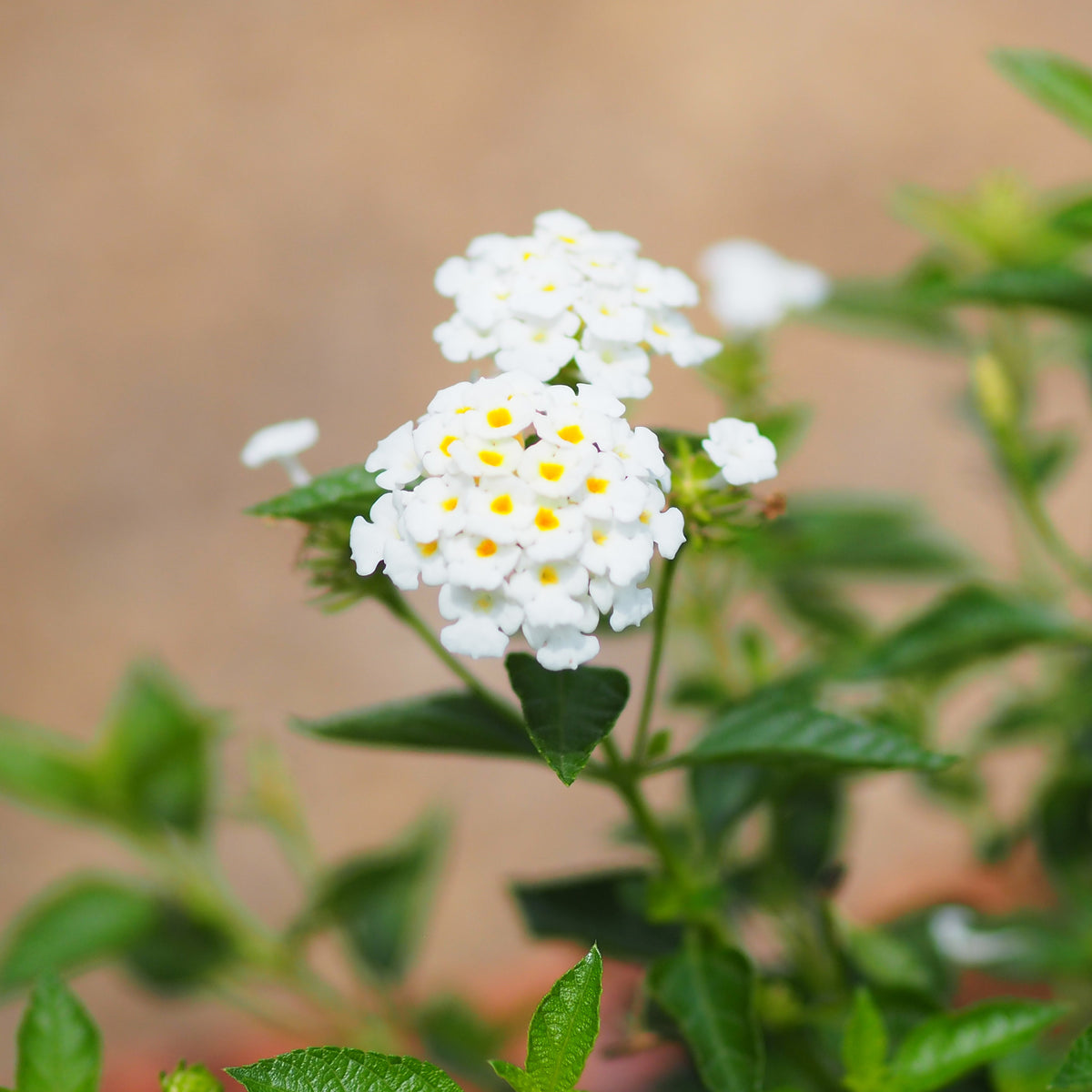 Lantana blanc - Lantana white - Willemse