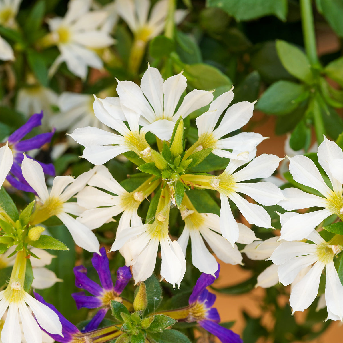 Scaevola blanche - Scaevola blanc - Willemse