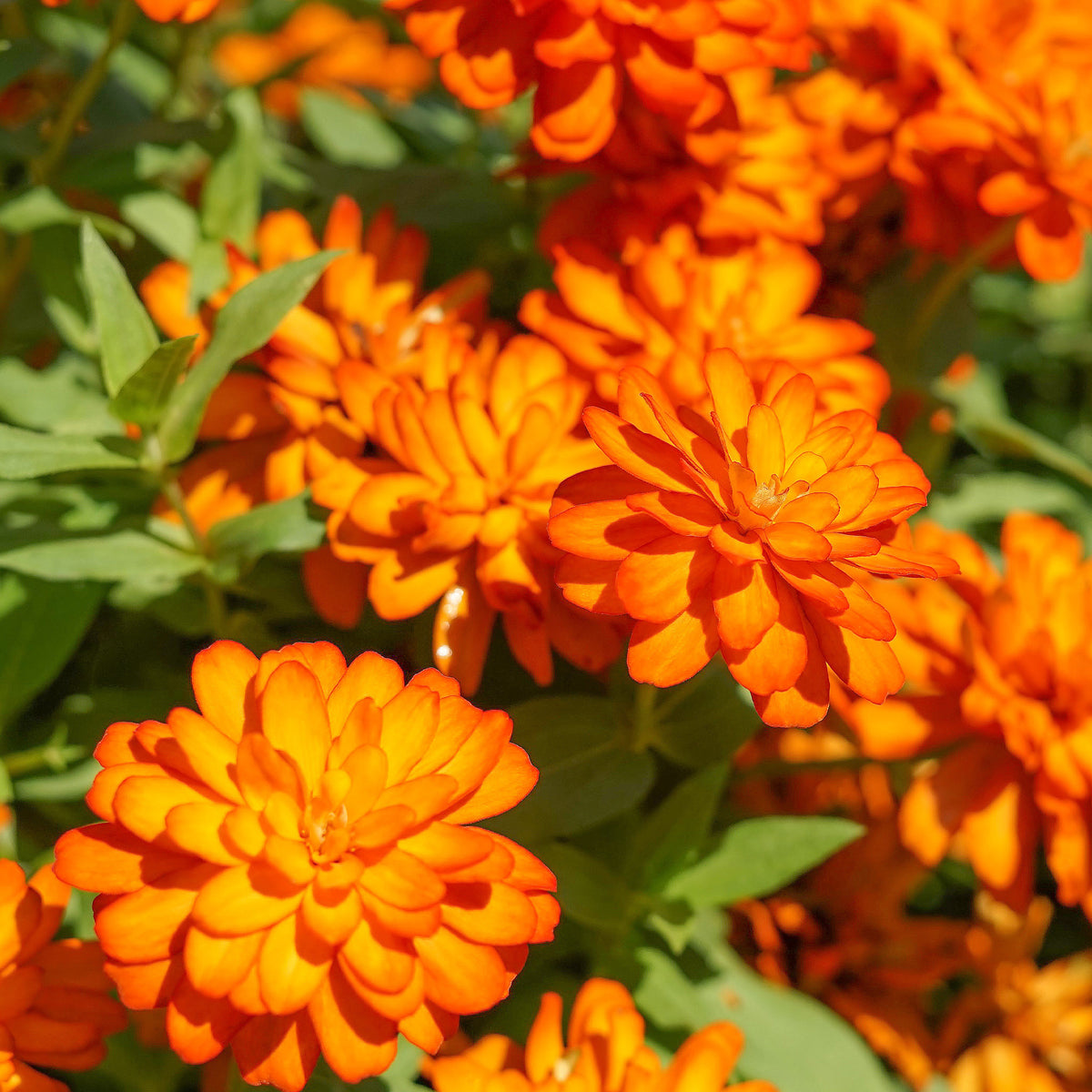 Zinnia orange - Zinnia orange - Willemse