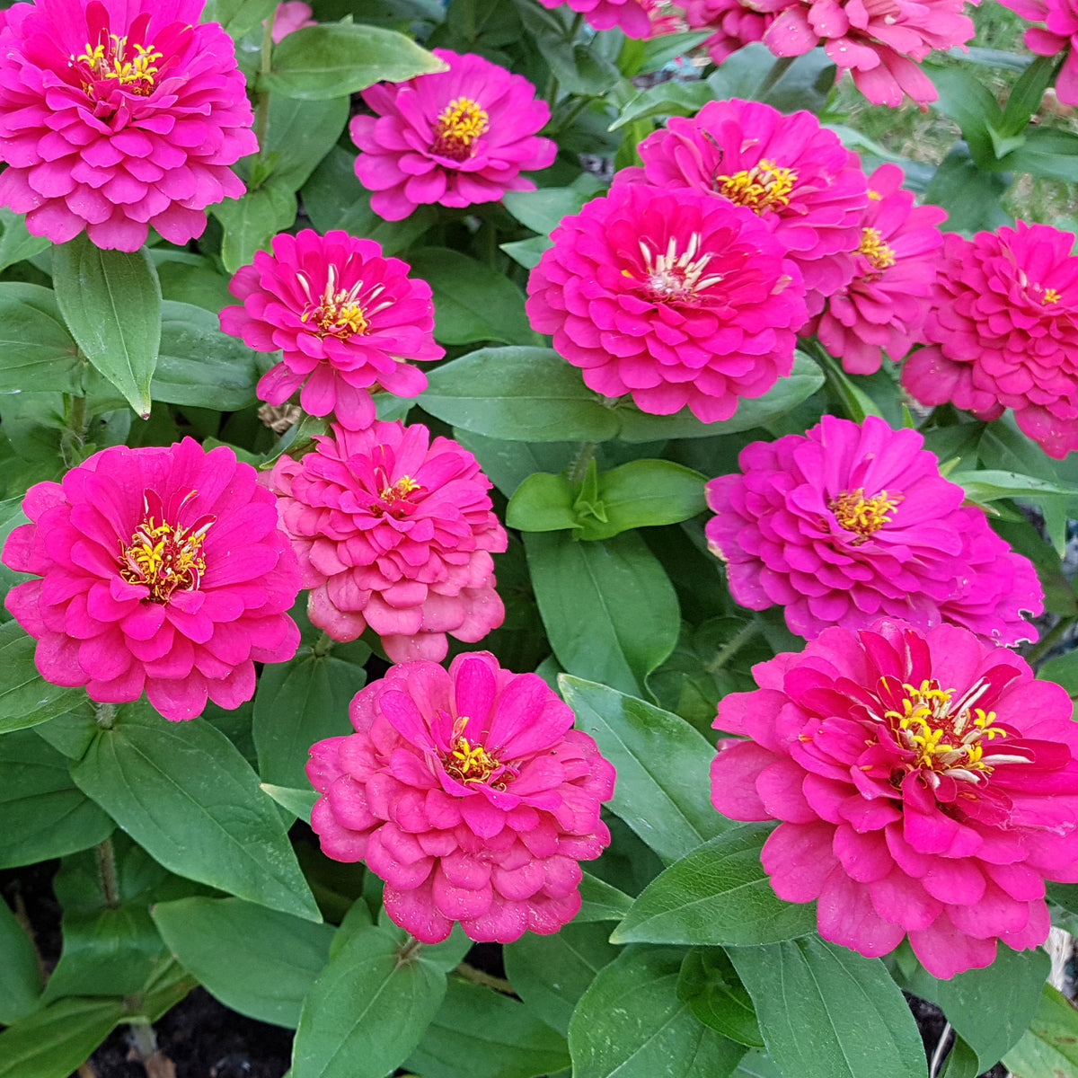 Zinnia rose - Zinnia pink - Willemse