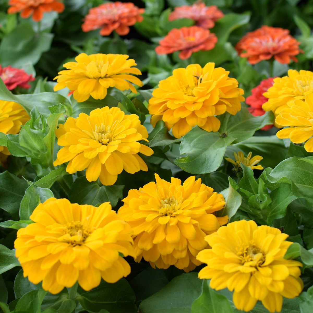 Zinnia jaune - Zinnia yellow - Willemse