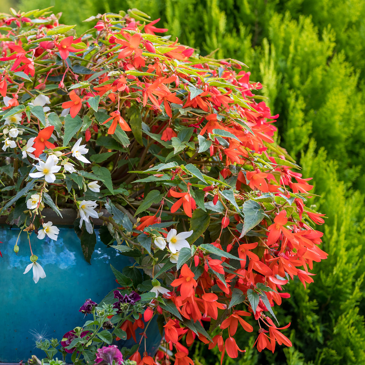 Bégonia retombant orange - Bégonia pendula orange - Willemse