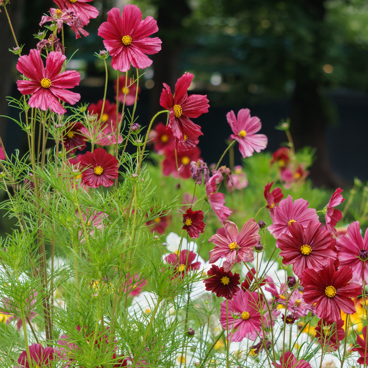 Cosmos rose - Cosmos pink - Willemse
