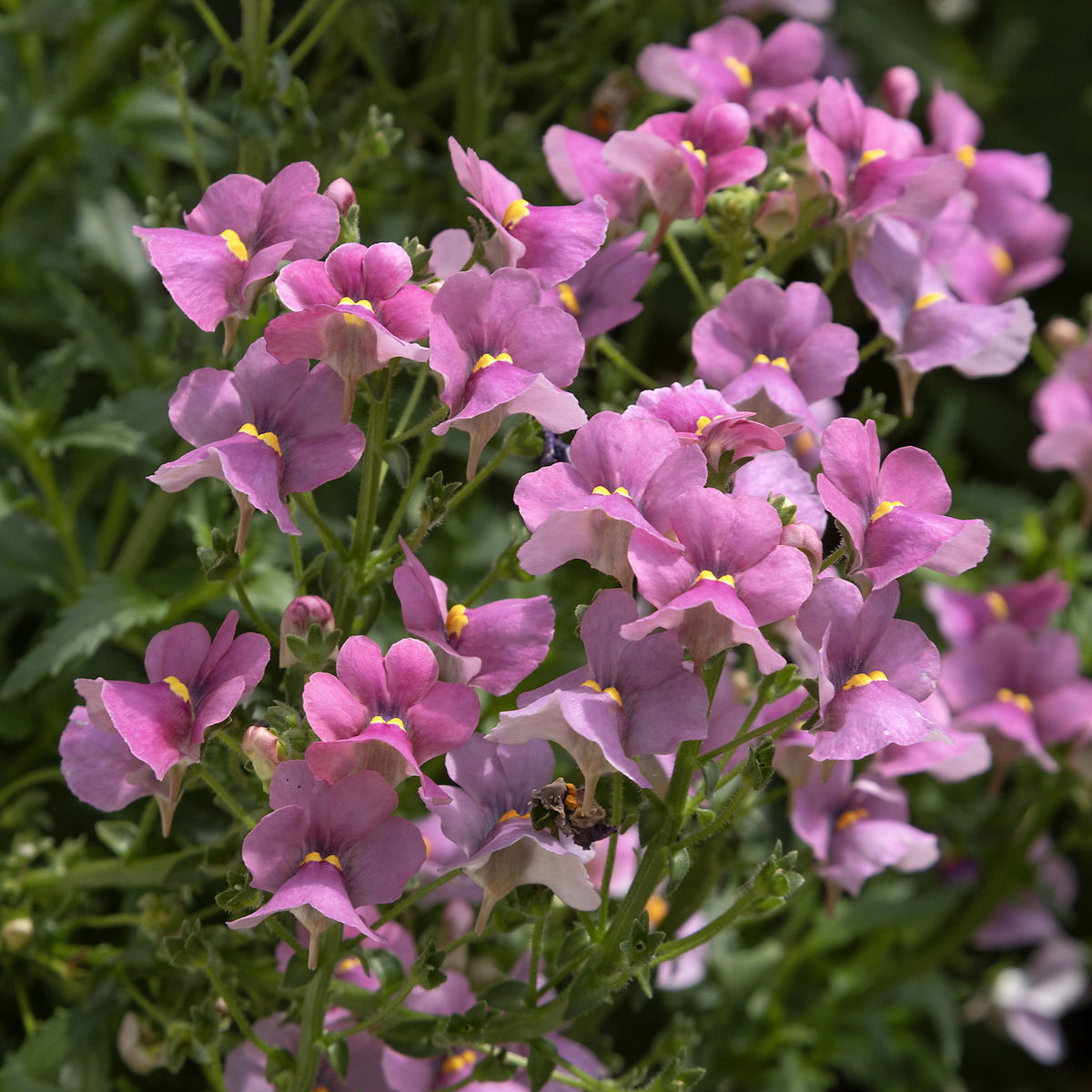 Némésie rose - Nemesia pink - Willemse