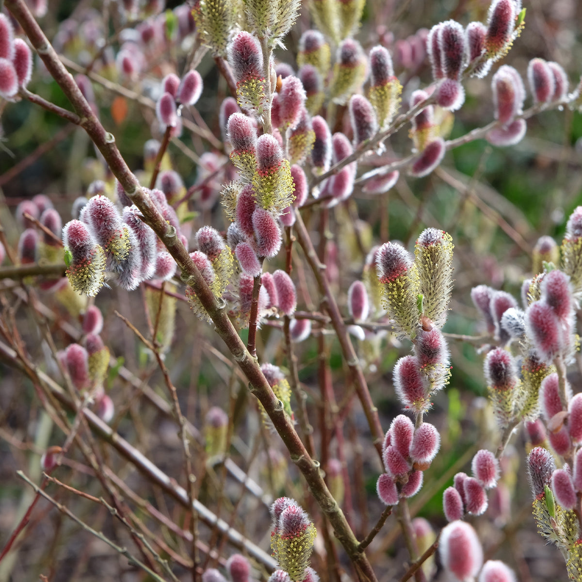 Saule à chatons roses sur tige - Salix gracilistyla 'mount aso' tige 40 - Willemse