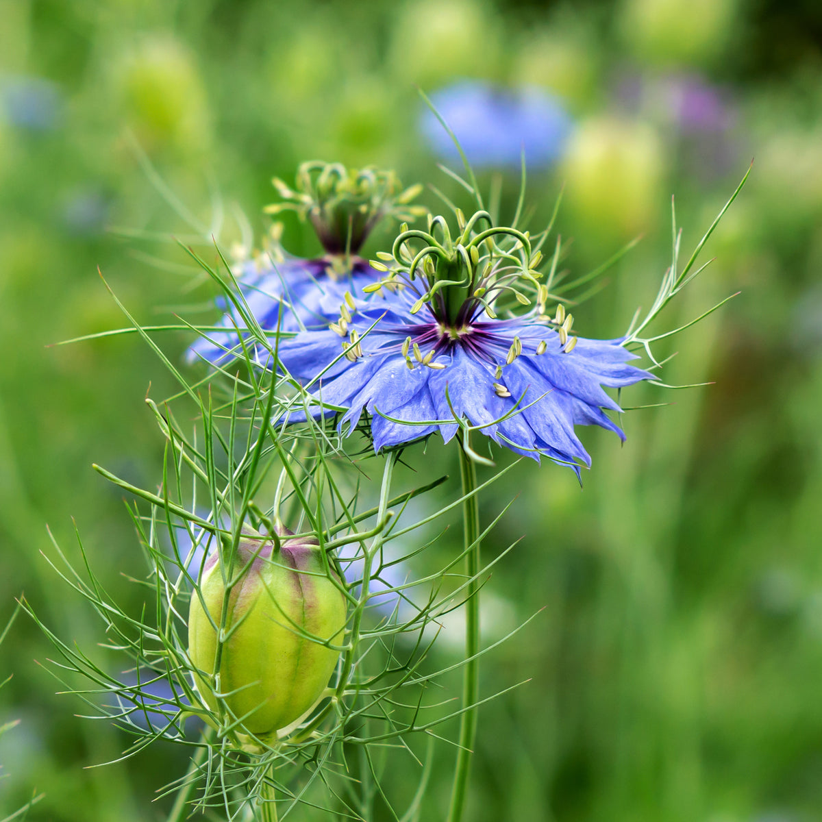 Nigelle d’Espagne 'Midnight' - Nigella papillosa (hispanica) - Willemse