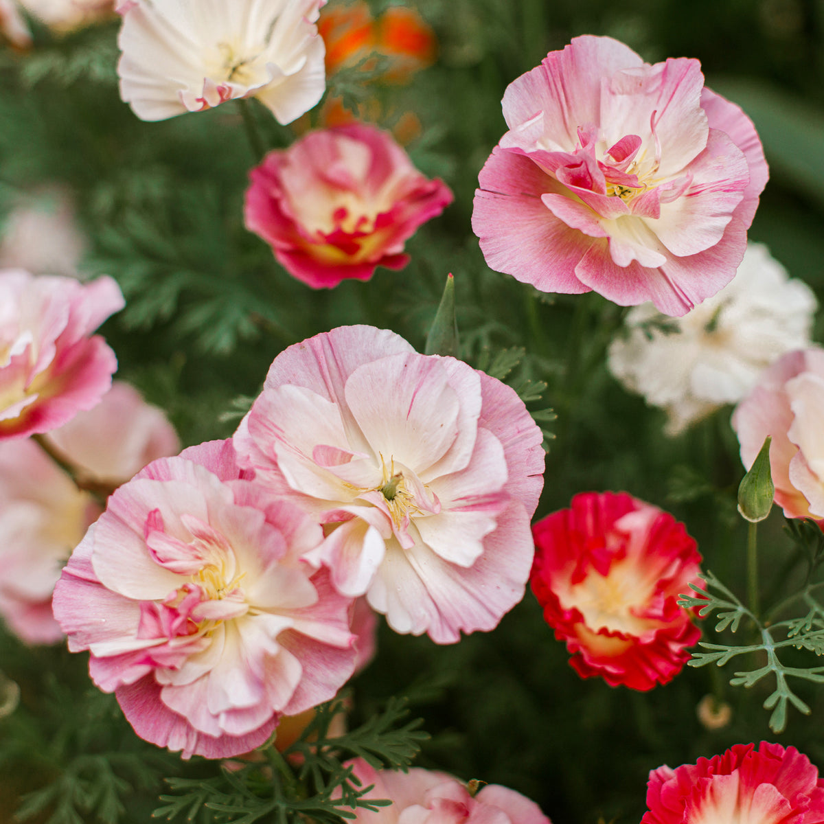 Pavot de Californie Double Appleblossom - Eschscholzia californica 'Thai Silk Appleblossom Chiffon imp.' - Willemse