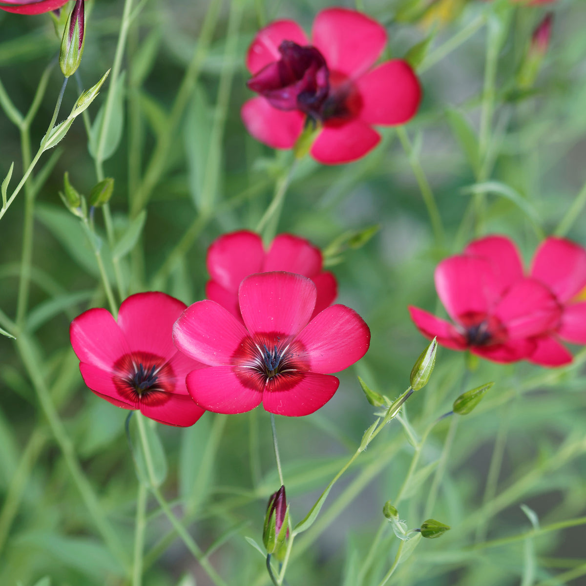 Lin annuel rouge - Linum grandiflorum 'Rubrum' - Willemse