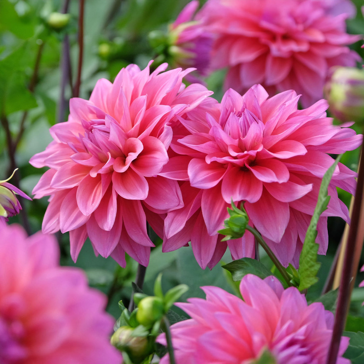 Dahlia Feline Yvonne - Dahlia Feline Yvonne - Willemse