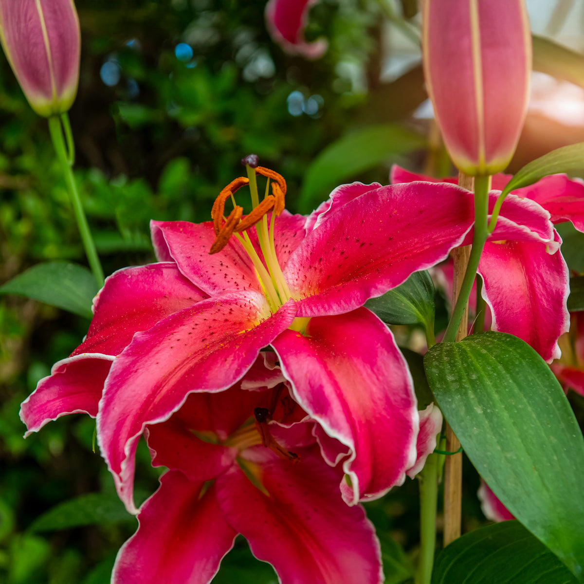 Lis Gomera - Lillium Gomera - Willemse