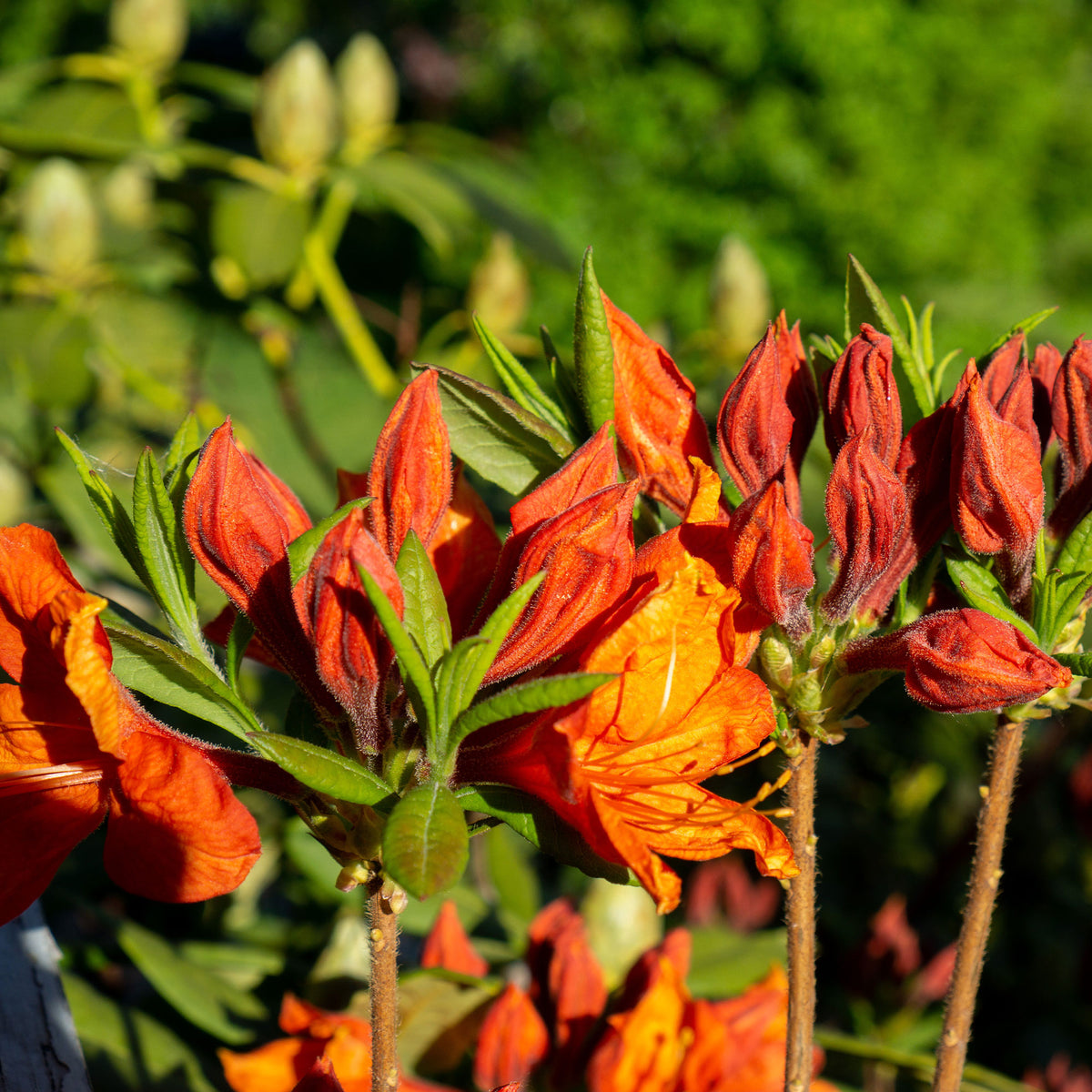 Azalée de Chine Glowing Embers - Rhododendron (Azalea) mollis Glowing Embers - Willemse