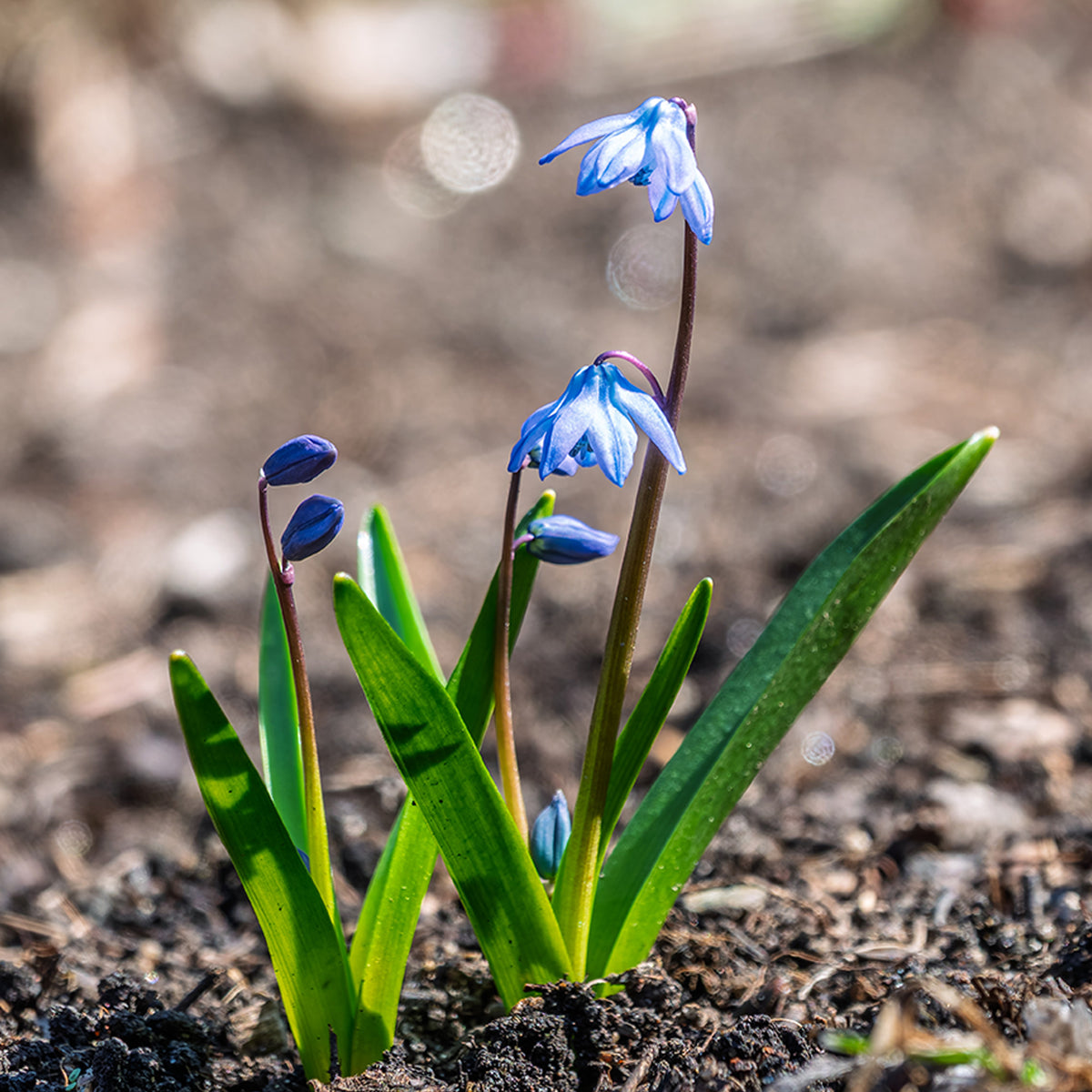 Scille de Sibérie - Scilla - Scilla siberica - Willemse