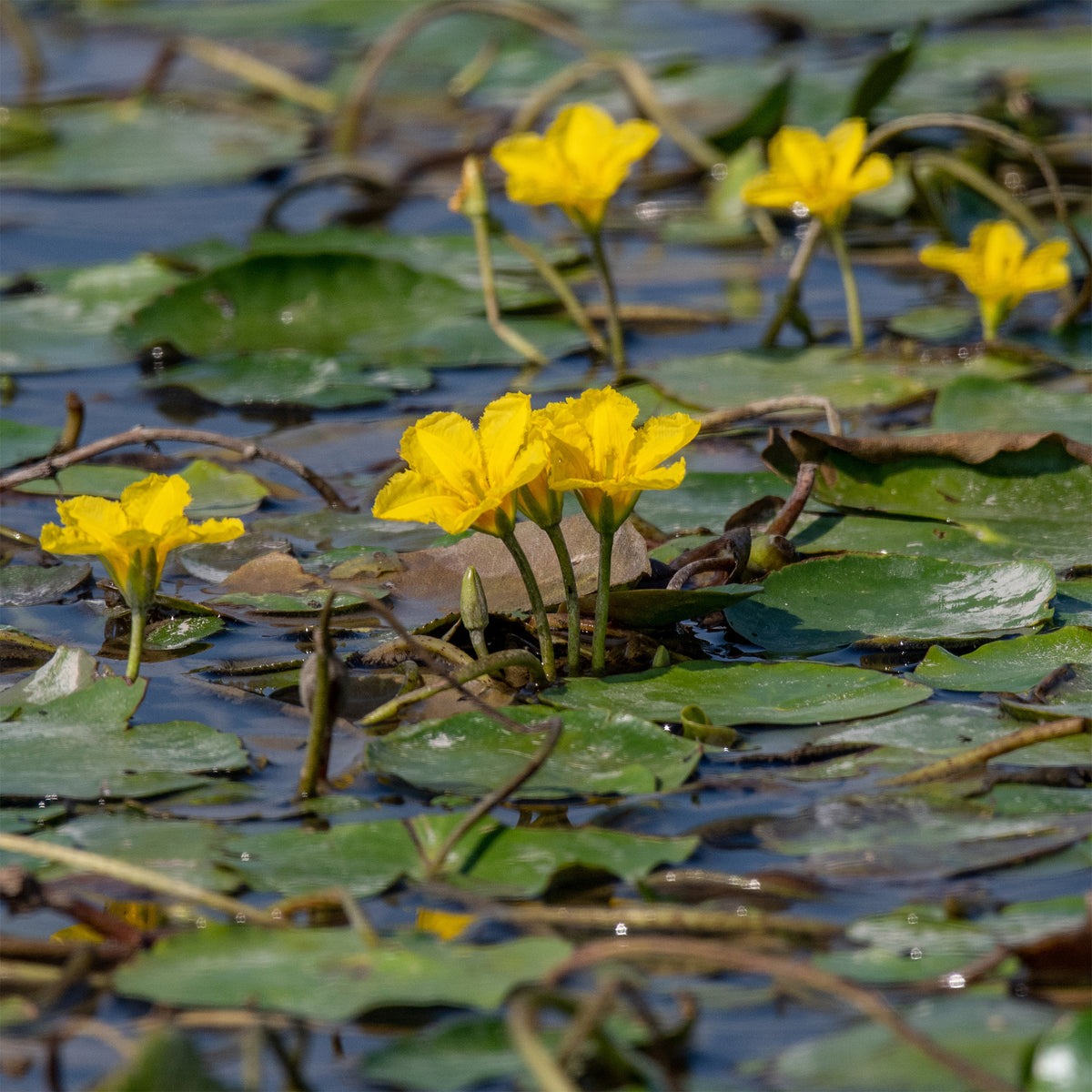 Limnanthème Faux nénuphar - Nymphoides peltata - Willemse