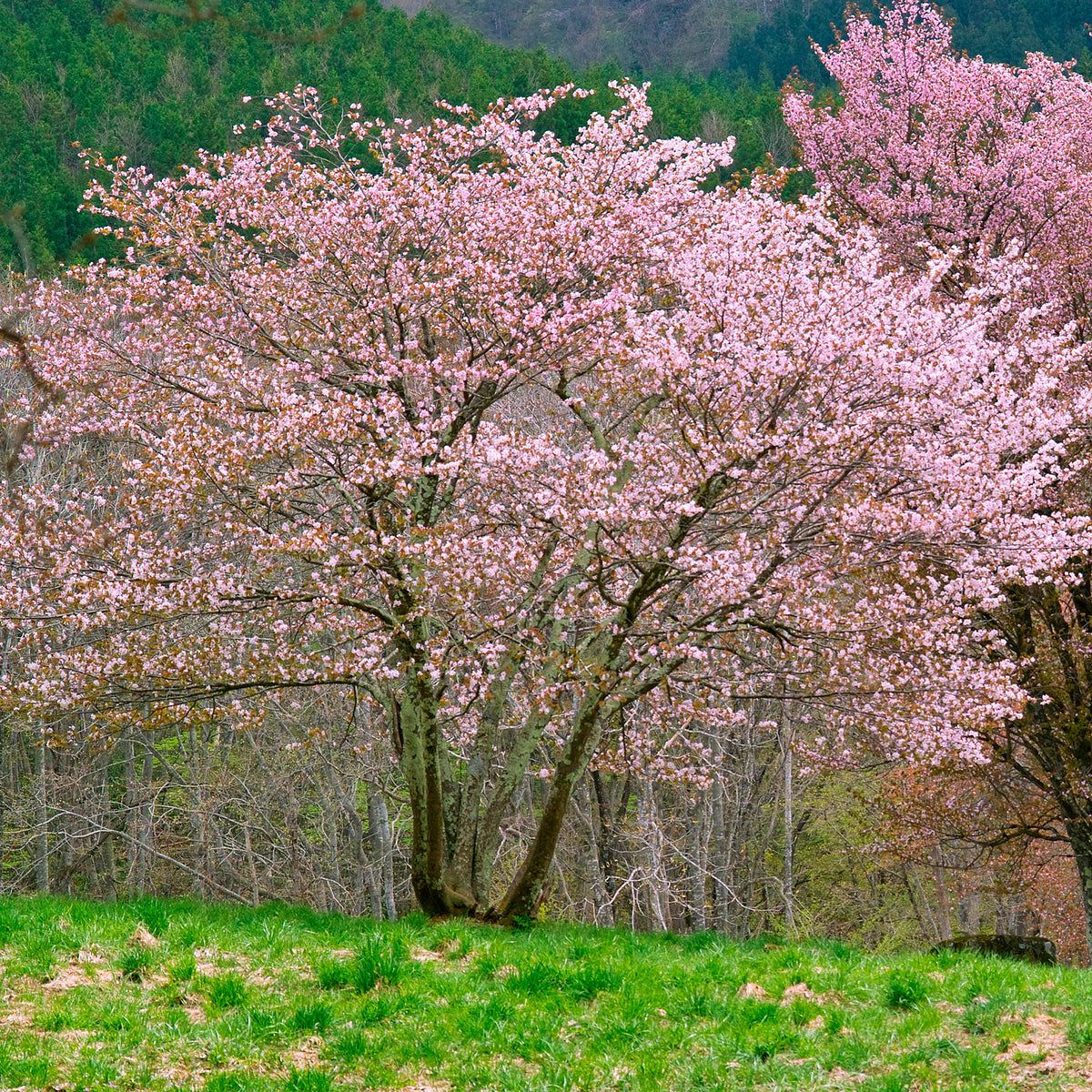Cerisier de Sargent - Prunus sargentii - Willemse