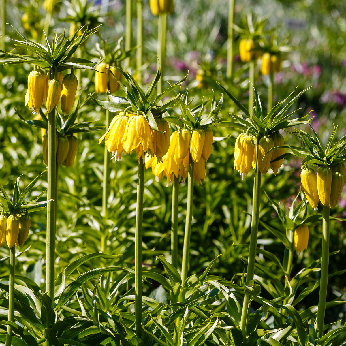 Couronne impériale jaune - Fritillaria imperialis - Willemse