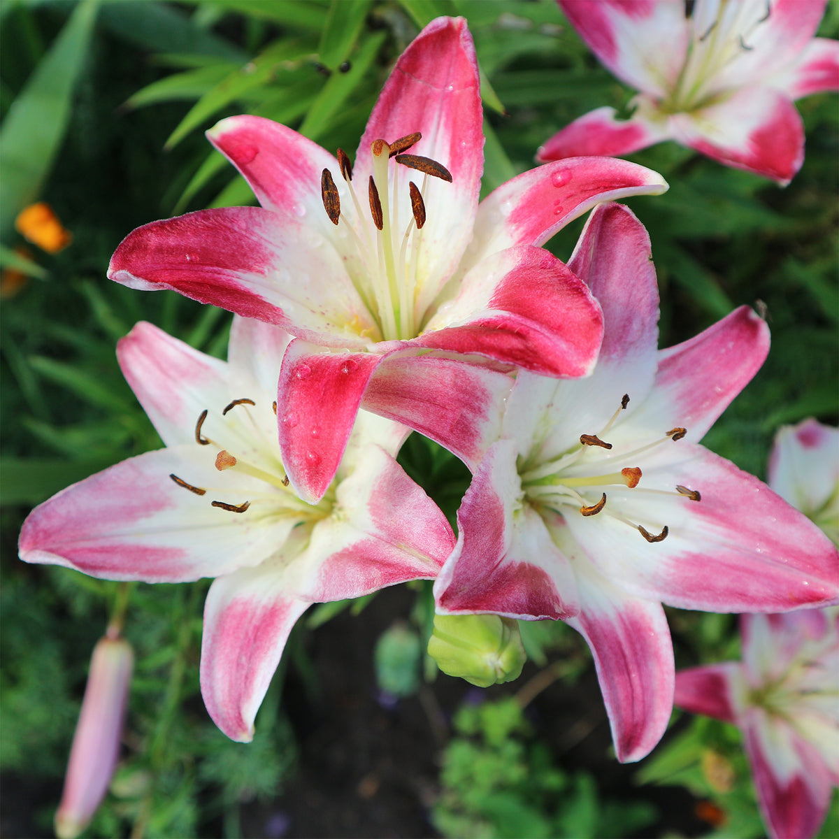 3 Lis asiatiques Lollypop - Lilium lollypop - Willemse