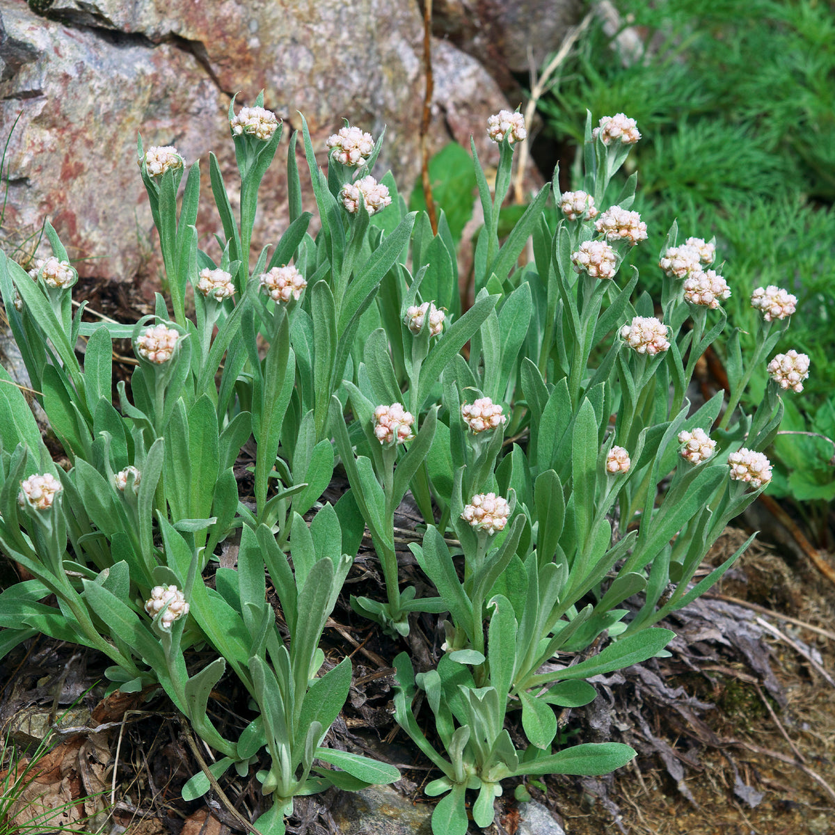 Bouton d'argent des Alpes - Anaphalis alpicola - Willemse