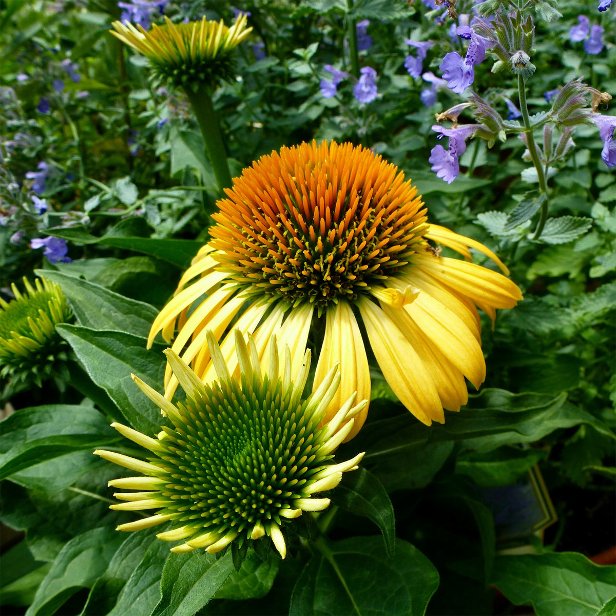 Rudbeckia pourpre Harvest Moon - Echinacea - Echinacea purpurea Harvest moon - Willemse