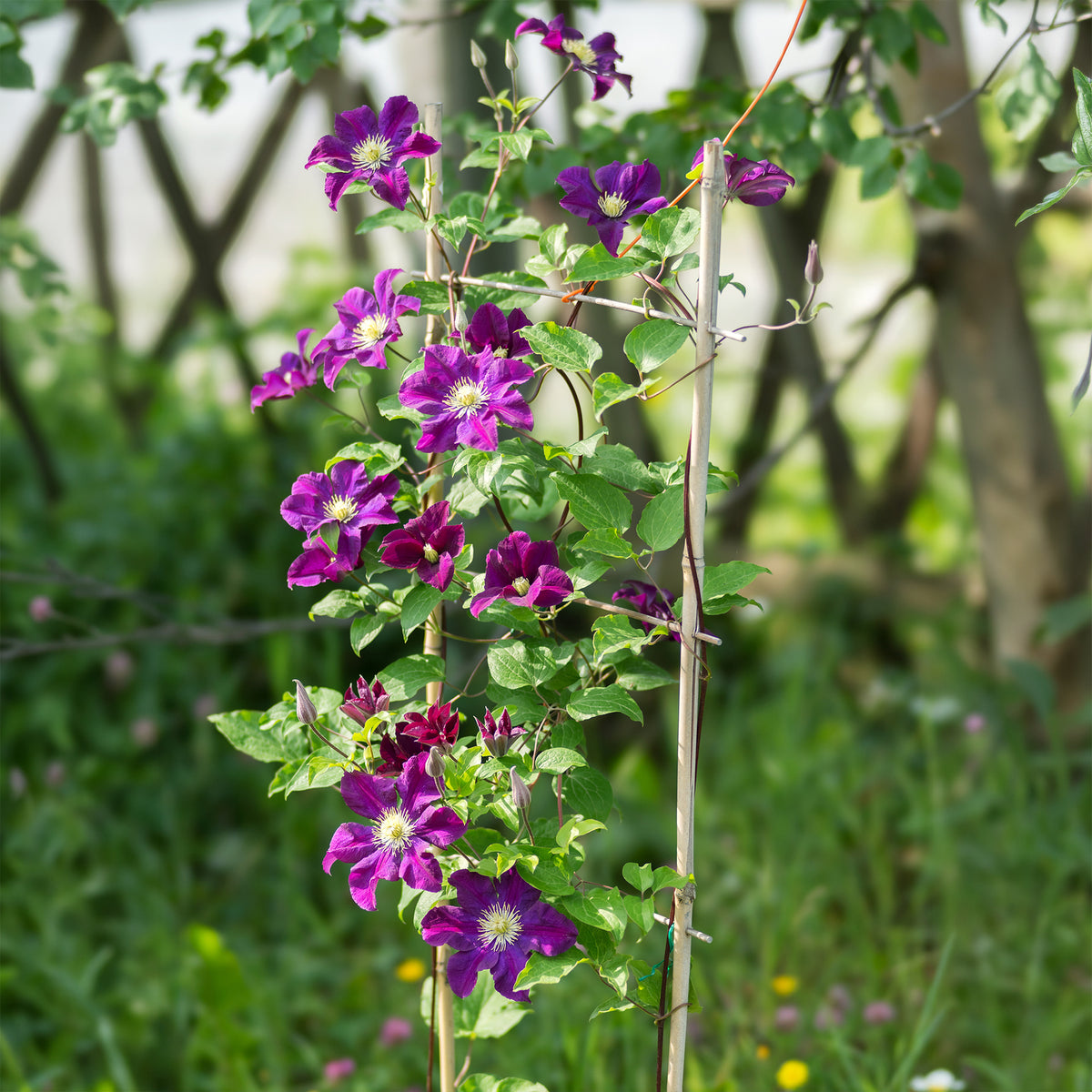 Clématite Warszawska Nike - Clematis Warszawska Nike - Willemse