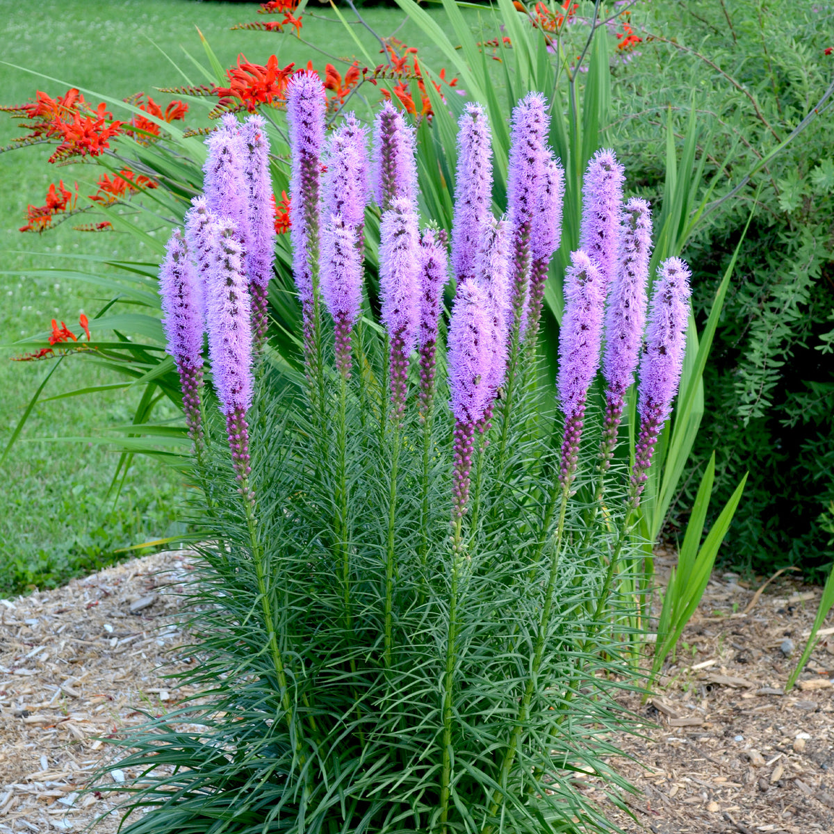 25 Plumes du Kansas - Liatris spicata - Willemse