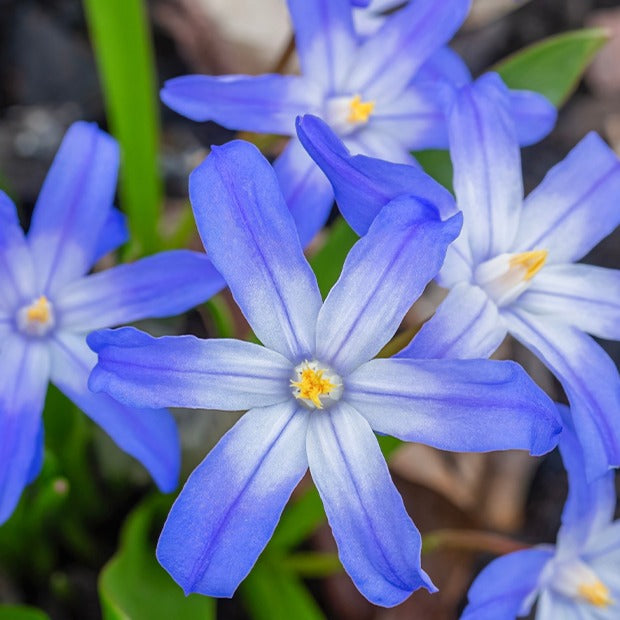 10 Gloires des neiges bleue - Chionodoxa forbesii blue giant - Willemse