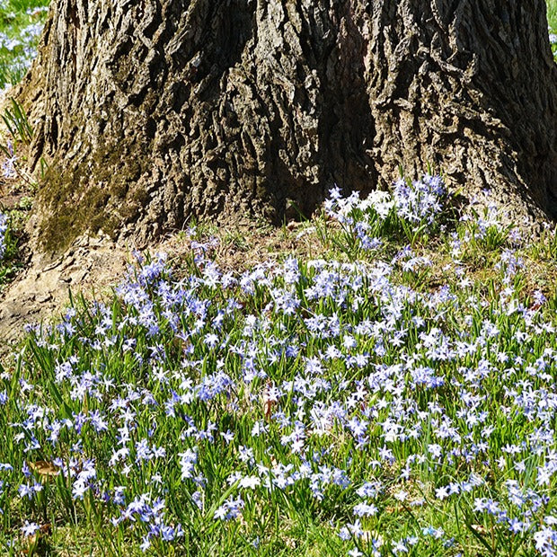 10 Gloires des neiges bleue - Chionodoxa forbesii blue giant - Bulbes à fleurs