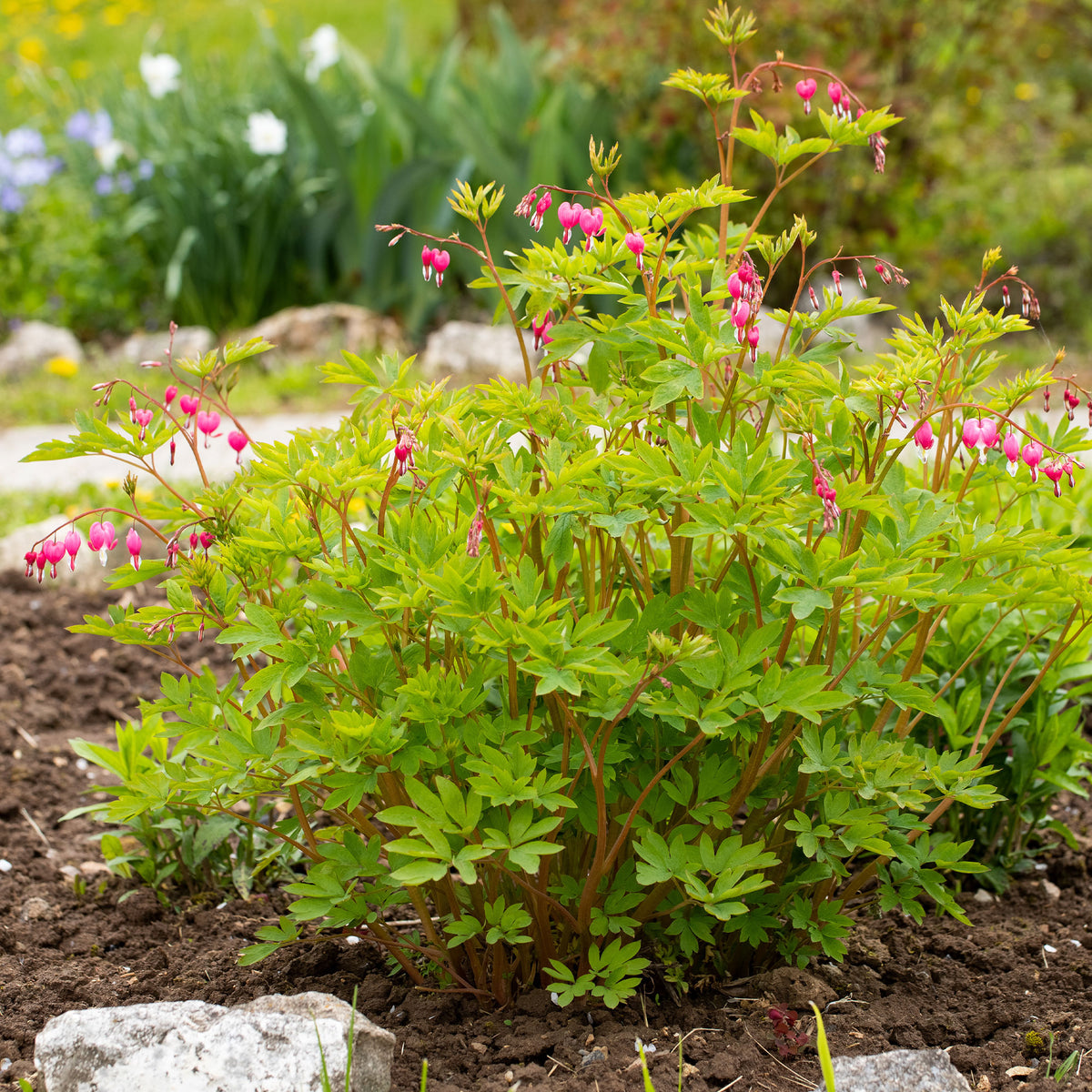 Coeur de Marie - Dicentra spectabilis - Willemse
