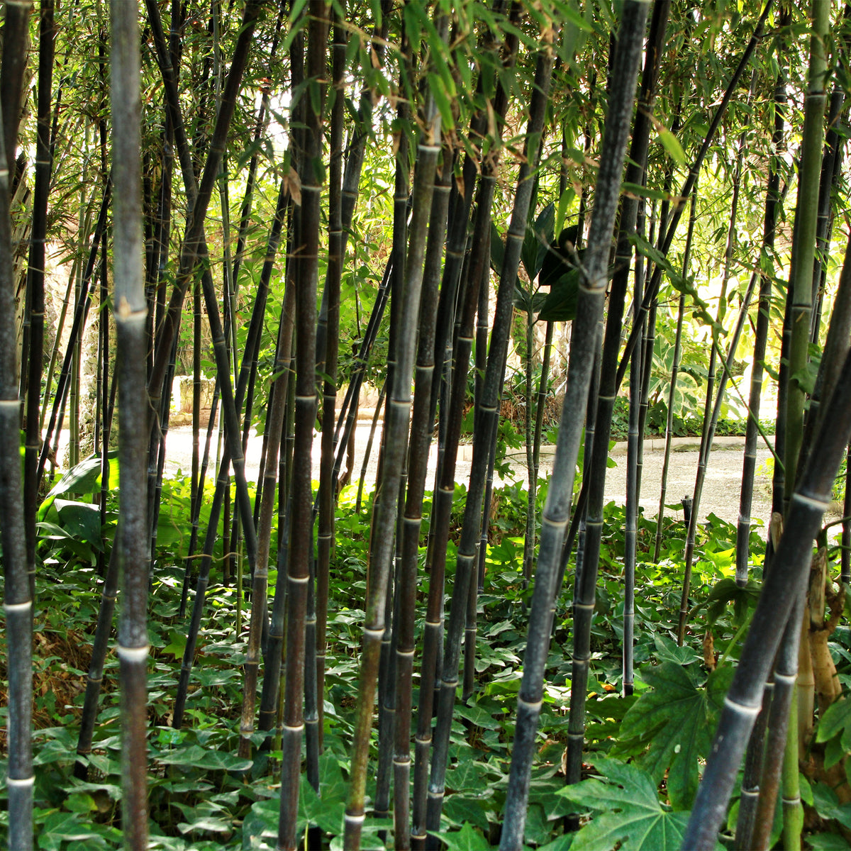 Bambou traçant noir - Phyllostachys nigra - Willemse