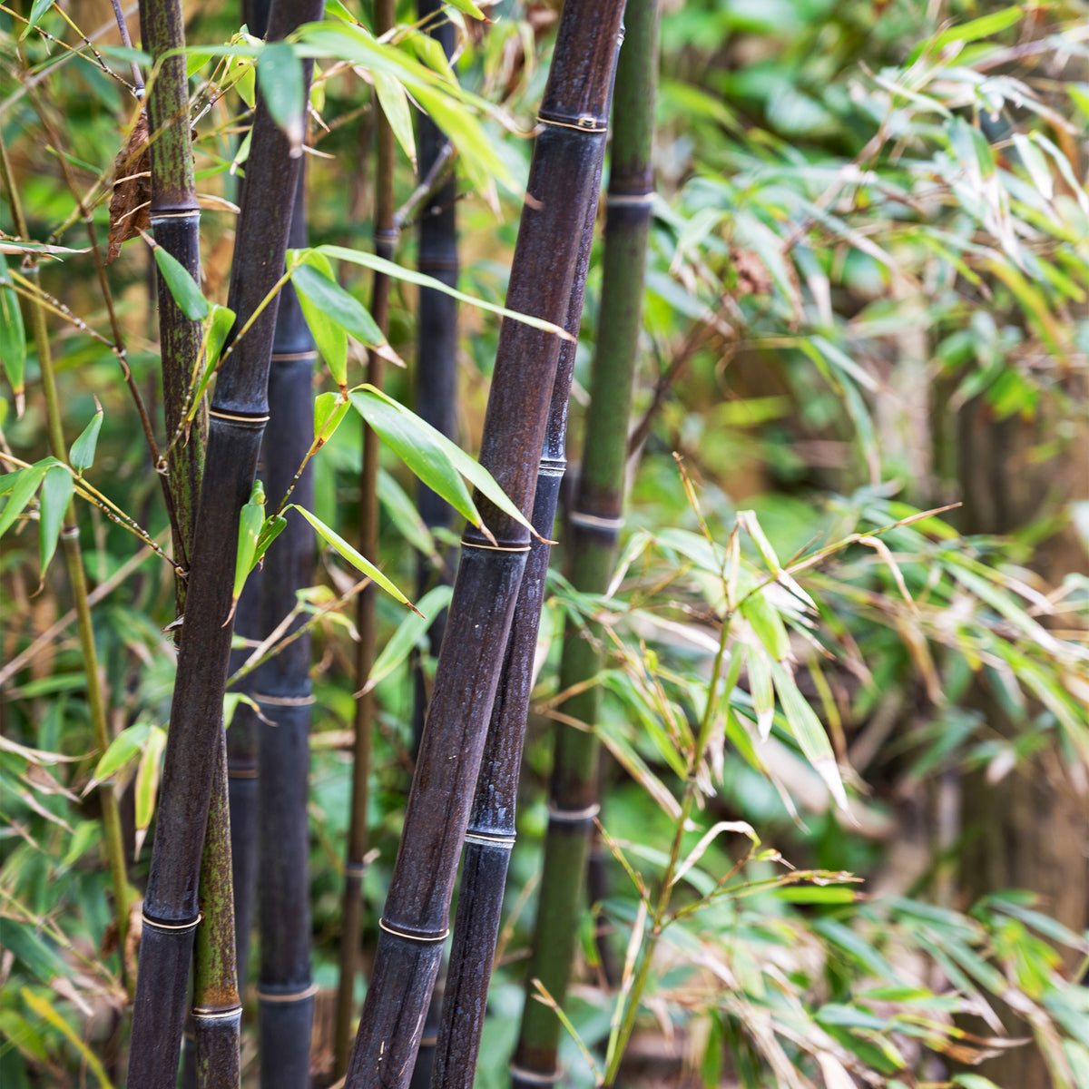 Bambou traçant noir - Phyllostachys nigra - Willemse