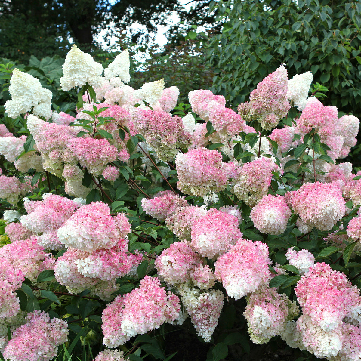 Hortensia paniculé Vanille Fraise® Renhy - Hydrangea paniculata Vanille Fraise ® Renhy - Willemse
