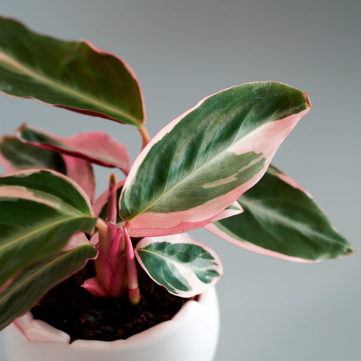 Calathea 'Triostar'