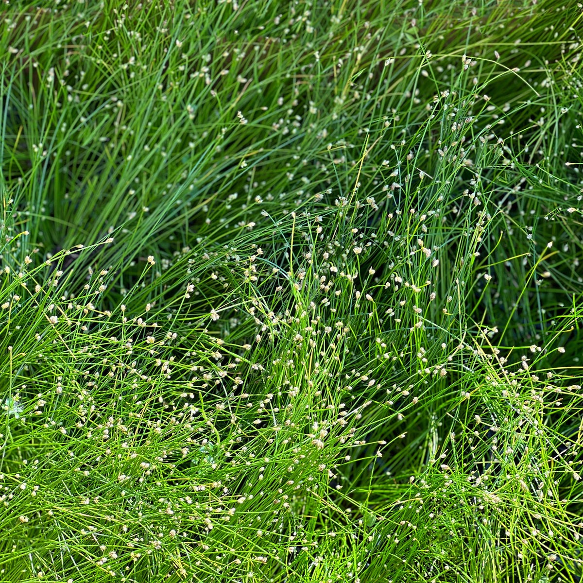 Scirpe infléchi Herbe fibre optique - Isolepis cernua - Willemse